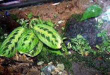 frog viv