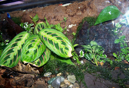 frog viv