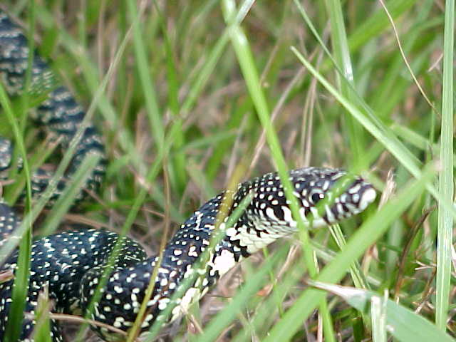 Speckled Kingsnake