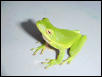 Green Tree Frog