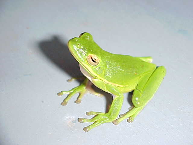 Green Tree Frog