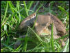 Green Frog