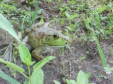 Bullfrog