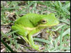 Barking Treefrog