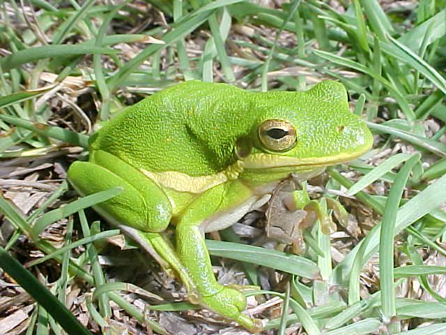 Barking Treefrog