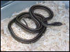 Ribbon Snake