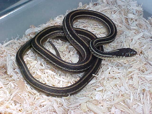 Ribbon Snake
