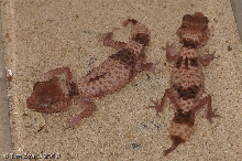 nepherus wheeleri adults