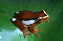 reed frog