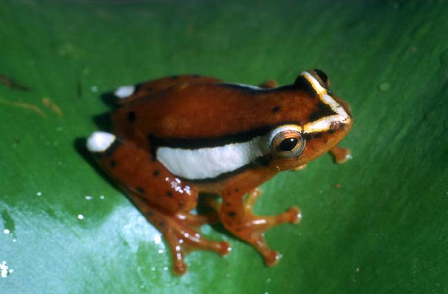 reed frog