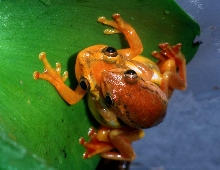reed frog