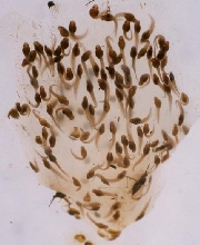reed frog tadpoles
