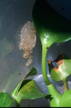 reed frog egg mass