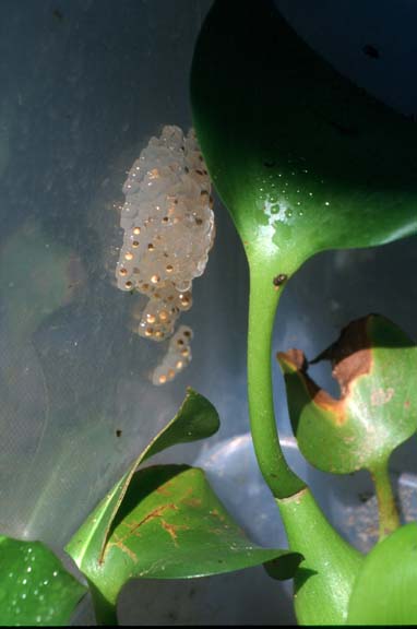 reed frog egg mass