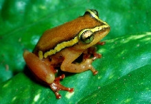 reed frog