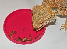 lizard grub