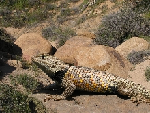 Sceloporus magister