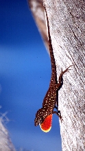 brown anole