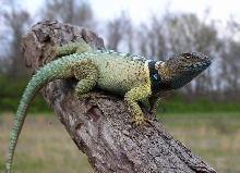 blue spiny male