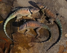 blue spiny trio
