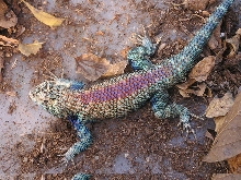 Sceloporus orcutti