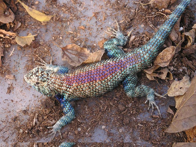 Sceloporus orcutti