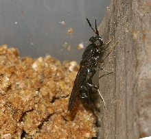 soldier fly