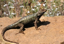 Sceloporus occidentalis