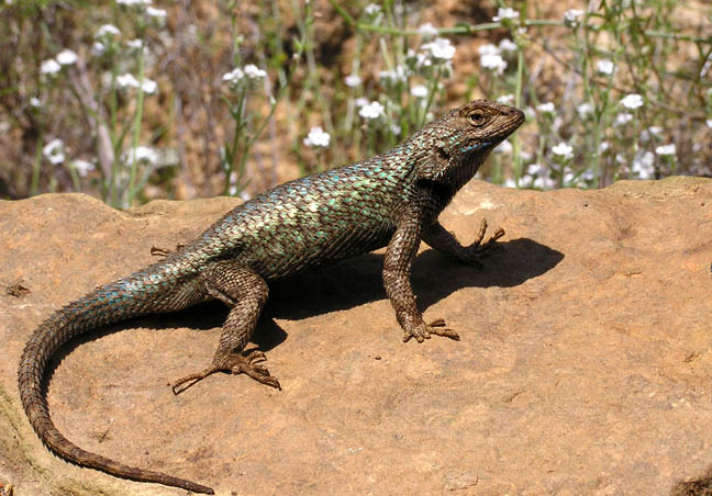 Sceloporus occidentalis