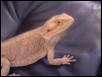 Goliath