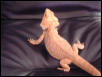 Goliath
