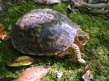 Eastern Box