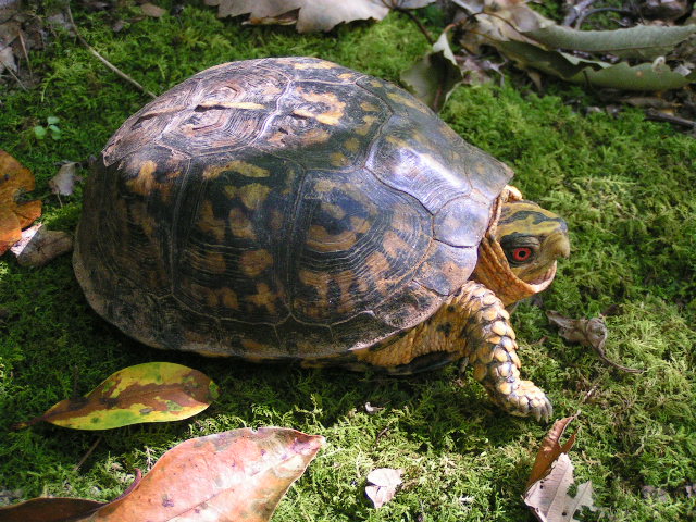 Eastern Box