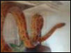 Corn Snake