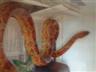 Corn Snake
