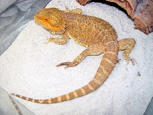 Tang3