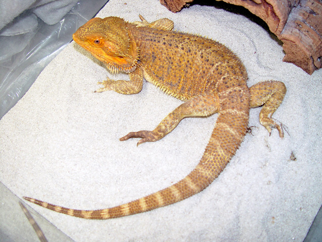 Tang3