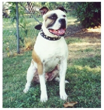 Mr. Mojo