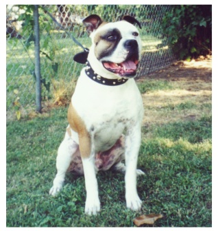 Mr. Mojo