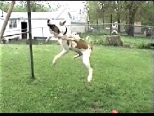 Total Chaos on his spring pole