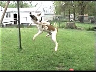 Total Chaos on his spring pole