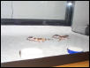 Leopard Geckos