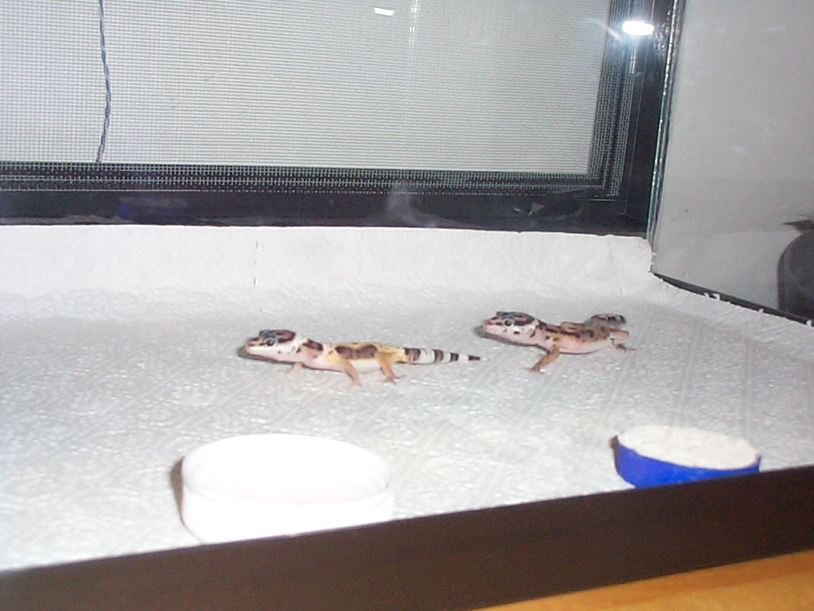 Leopard Geckos