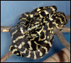 Irian Jaya carpet pythons