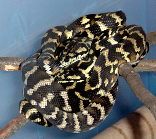 Irian Jaya carpet pythons