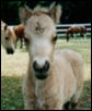 Goose Creek Farms Wizard Of Oz