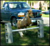 Desi Jumping