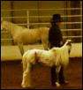 show