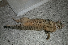 Simba laid back
