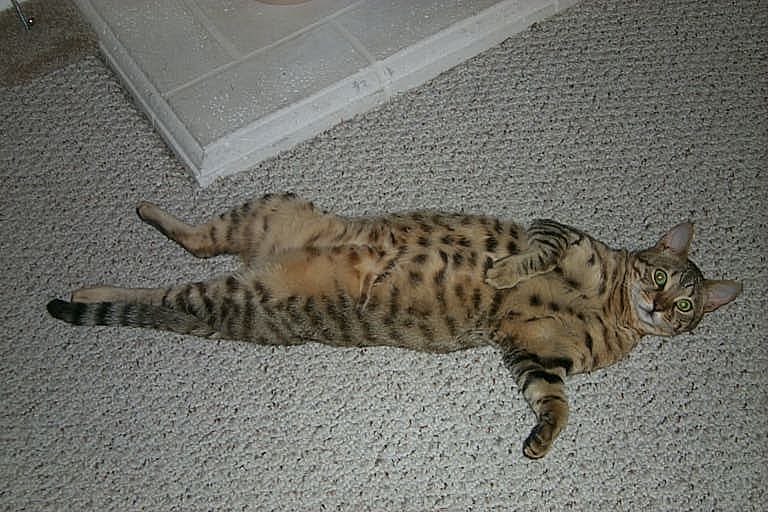 Simba laid back